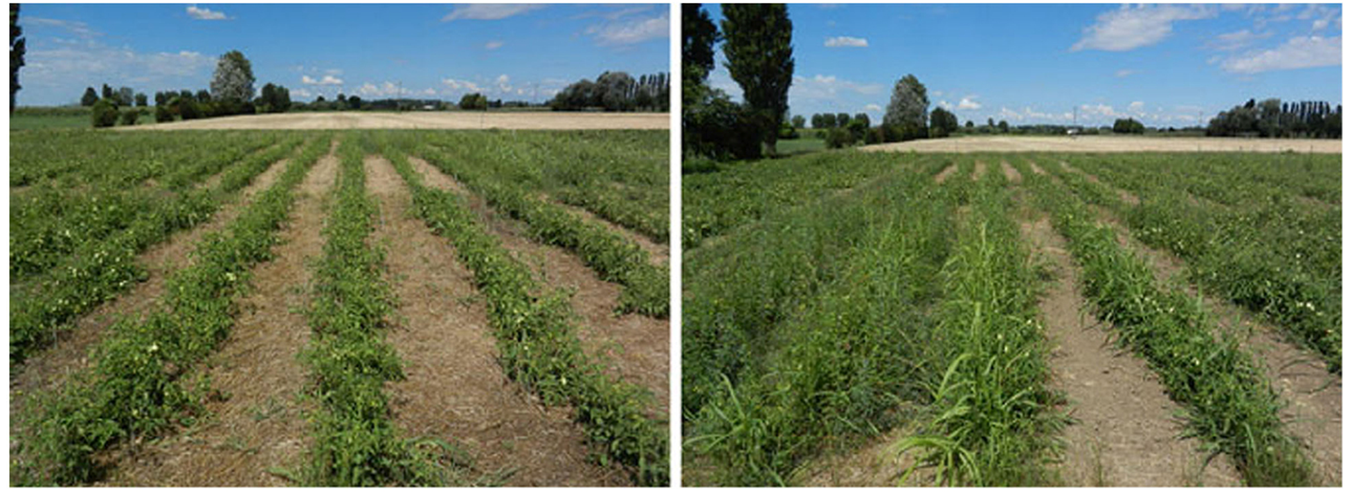 Figure 1: Field experimental on rye mulch previous a tomato crop.