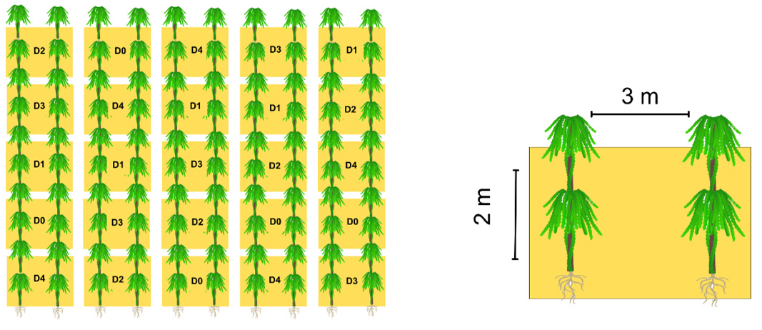 Figure 2: Experimental layout of the pitahaya field with the distribution of treatments. Source: Santos (2024).