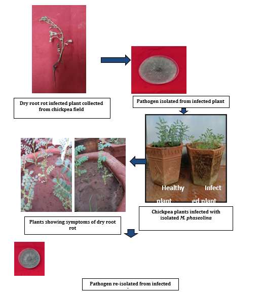 Figure 3: Pathogenicity of M. phaseolina on chickpea.