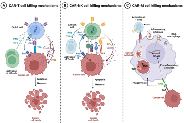 Figure 1: Courtesy ref no-9-Killing mechanisms of CAR-T, CAR-NK, and CAR-M cells. A Tumor killing mechanisms of CAR-T cells. Activated CAR-T cells can specifically recognize the tumor associated antigen (TAA). Cytotoxic activity of Chimeric Antigen Receptor (CAR)-T cells is mediated by perforin (PFN) and granzyme (GzmB) granules secretion, and by activation of death receptor pathways such as Fas/Fas-L leading to cancer cells apoptosis and necrosis. Activated CAR-T cells also secrete Interferon-gamma (IFN-γ) and tumor necrosis factor-alpha (TNFα) which can promote Natural Killer (NK) cell anti-tumor cytotoxic activity. B Tumor killing mechanisms of CAR-NK cells. The activity of CAR-NK cells is regulated by the signal of activating (KAR) and inhibitory receptors (KIR) expressed on NK cells. Activated CAR-NK cells secrete the cytotoxic proteins perforin and granzyme B which synergize to induce cancer cell necrosis and apoptosis. NK cells also express the death ligands FasL and TRAIL which will bind to Fas and TRAIL-R on cancer cells and induce apoptosis. Moreover, CAR-NK cells trigger ADCC through the CD16 Fc receptor which recognize antibody-opsonized cancer cells. In addition, CAR-NK cells secrete IFN-γ and TNFα which promote their activation and stimulate other T-lymphocytes leading to increased anti-tumor immune response. NK: cell-Natural killer cells; IFN-γ: Interferon-gamma; TNFα: Tumor necrosis factor-alpha; TRAIL-R: TNF-related apoptosis-inducing ligand, KIR: Killer Inhibitory Receptors, KAR: Killer Activation Receptor, ADCC: Antibody-dependent cellular cytotoxicity, (PFN) perforin and (GzmB) granzyme. C Tumor killing mechanisms of CAR-M. The binding of a specific tumor associated antigen (TAA) with CAR receptor on the surface of CAR-M generates activation signals that mediate tumor phagocytosis, activation of transcription factors such as NF-kB and subsequent release of pro-inflammatory cytokines, which in turn can activate T cell-mediated immunity against the tumor.