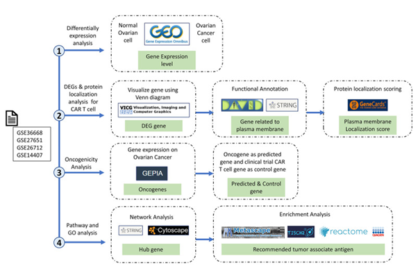 Figure3: Courtesy ref no-12-Research stages and workflow. The four research red lines are differential expression analysis, differentially expressed genes (DEGs), protein localization analysis, oncogenicity analysis, and pathway and gene ontology analyses. Therefore, in this study, we carried out multilevel screening to reduce the potential for errors or discrepancies later. What we mean by multilevel screening is first looking at the significance of the expression of a gene in normal and cancer samples from the dataset, then checking the significance of the significant gene again in a different database to ensure that the gene is significantly expressed only in cancer cells.