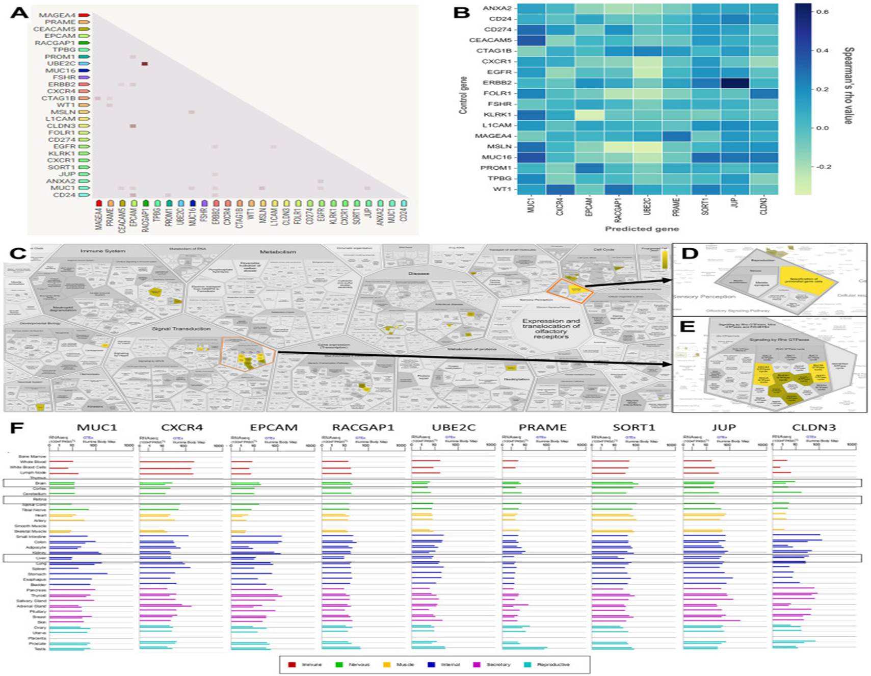 Figure 4: Courtesy ref no-12-Correlation, co-expression, and pathway analysis of TAAr. (A) Co-expressed genes are colored by a dot; a darker dot means a higher co-expression score. Co-expression score: the higher the score, the higher the probability that co-expression will occur. (B) Spearman’s correlation scores for gene expressions in ovarian cancer (OC), which are comprised of 27 proteins consisting of nine TAAr and 18 control genes. (C) The complete pathway of the Reac tome database related to TAAr. This pathway was constructed with the Voronoi tessellation method termed Reac Foam, which provides user-friendly access and visualization. (D) Pathway related to reproduction where the specification of primordial germ cells pathway is located. (E) Rho GTPase-related and neighbour pathways. (F) The expression data of TAAr in brain, retina, and liver tissue, provided by GeneCard, were used to analyze the possible toxic effects of targeting TAAr.