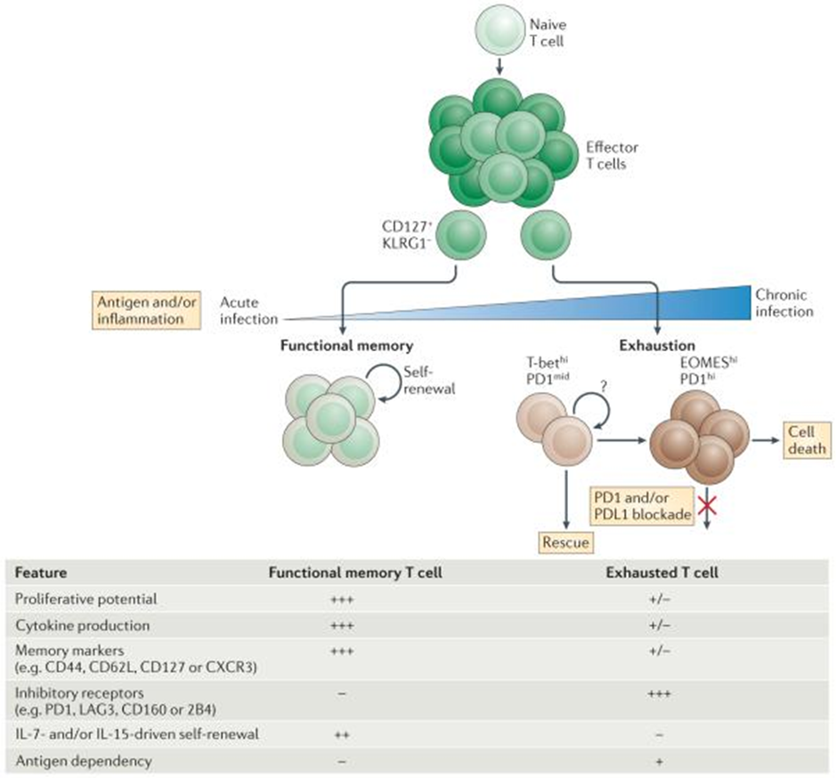 Figure 1: Courtesy ref no- 12-Progressive development of T cell exhaustion Upon infection, naive T cells are activated by antigen, co-stimulation and inflammation, and they exponentially proliferate to form effector populations1,2. Whereas the majority of effector CD8+ T cells that express killer cell lectin-like receptor subfamily G member 1 (KLRG1) die during the contraction phase, a population of effector CD8+ T cells that retains CD127 expression can give rise to memory or exhausted CD8+ T cells. In the setting of acute infection, where antigen and/or inflammation is cleared, effector CD8+ T cells further differentiate into functional memory CD8+ T cells that can produce multiple cytokines (such as interferon-γ (IFNγ), tumour necrosis factor (TNF) and interleukin-2 (IL-2)) and mount robust recall responses upon secondary infection. These memory T cells are also maintained efficiently long term without antigen via IL-7- and IL-15-driven homeostatic self-renewal. By contrast, during chronic infection, antigen and inflammation persist after the effector phase. As infection progresses and T cell stimulation continues, T cells lose effector functions in a hierarchical manner and become exhausted. Typically, functions such as IL-2 production and cytokine polyfunctionality, as well as high proliferative capacity, are lost early; this is followed by defects in the production of IFNγ, TNF and chemokines, as well as in degranulation. T cell exhaustion is also accompanied by a progressive increase in the amount and diversity of inhibitory receptors that are expressed, including programmed cell death protein 1 (PD1), lymphocyte activation gene 3 protein (LAG3), 2B4, CD160 and T cell immunoreceptor with immunoglobulin and ITIM domains (TIGIT). Ultimately, if the severity or duration of the infection is high or prolonged, virus-specific T cells can be lost (‘deletion’). Variables-such as the level and number of inhibitory receptors expressed, strength of antigen stimulation, availability of CD4+ T cell help and the duration of infection-can all influence the severity of exhaustion. Exhausted T cell populations are heterogeneous, and subsets of T-bethi PD1mid and EOMEShi PD1hi CD8+ exhausted T cells exist. Only the T-bethi PD1mid subset is responsive to reinvigoration by blockade of the PD1 pathway. CXCR3, CXC-chemokine receptor 3; PDL1, PD1 ligand 1.