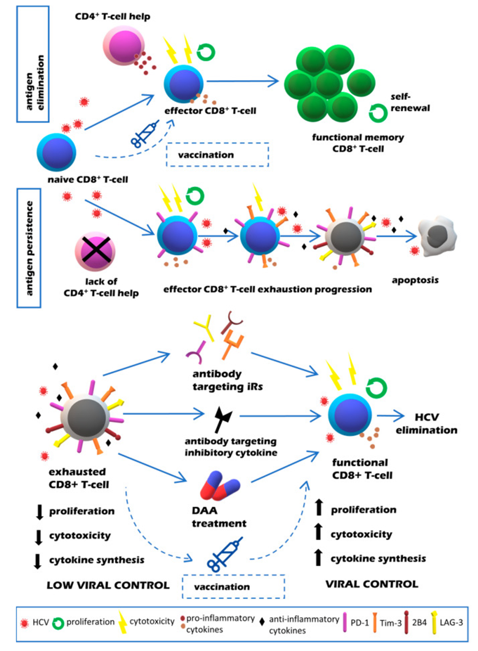 Figure 2:Courtesy ref no- 13-Quality of CD8+ T cell responses in resolving vs. chronic HCV infection (upper panel) and potential strategies aimed at restoration of exhausted T cell function in chronic HCV infection (lower panel). PD1 ;programmed death1 ;Tim-3; T cell immunoglobulin and mucin-domain containing-3 LAG-3; lymphocyte-activation gene 3, iR -inhibitory receptor ;2B4/CD244;NK cell type I receptor protein 
There is existence of an intricate connection amongst energy metabolism in addition to working of effector T cells. Particular part of glycolytic enzymes in the activation of T cells as well as cytokines generation have been detailed earlier for instance that of glyceraldehyde phosphate pyruvate dehydrogenase (GADPH) [14], pyruvate dehydrogenase kinase (PDHK) [15]or the glycolytic metabolite phosphoenol pyruvate (PEP) [16]. On the other hand, controlling of the metabolic flux might offer the reasoning for the restricted T cell working. Actually, bioenergetic controlling downstream of hampering receptors signaling was isolated as a substantial emblem of exhausted T cells in the murine lymphocytic choriomeningitis virus (LCMV) model of chronic viral infections [17]. Such bioenergetic controlling influenced glycolysis as well as caused considerable interference with mitochondrial organelles with changes in the ultrastructure, membrane depolarization in addition to generation of reactive oxygen species (ROS) [16,17]. Asssessment of the metabolic characteristics of HBV particular as well as HCV particular CD8+ T cells isolated correlated with metabolic decontrolling. In vitro evaluation of HBV particular CD8+ T cells possessed a considerable dependence on glycolysis along with incapability of switching with efficacy to oxidative phosphorylation (OXPHOS) in the clinical scenario of glucose restriction [18]. Fisicaro P., et al. [19], isolated that a substantially significant downregulation of mitochondrial working is correlated with ROS generation from exhausted HBV particular CD8+ T cells which might be compared to the observations in case of LCMV infection [19]. HBV particular CD8+ T cells targeting separate epitopes for instance HBV core18-27 or polymerase455-461 particular reactions vary in reference to their exhaustion phenotype [9], however their metabolic characteristics continue to be uncharted. Mitochondrial working was further evaluated in HCV particular CD8+ T cells in addition to at the time of treatment with direct-acting-antivirals (DAA’s). Whereas, in one study it got documented that restricted alterations in mitochondrial working of HCV particular CD8+ T cells occurred subsequent to DAA’s treatment along with clearance of HCV [11], one further study found diminished cells with mitochondria that got depolarized [20]. Nevertheless, presently it continues to be uncharted if existence of variations occurs in the metabolic controlling of HBV particular as well as HCV particular CD8+ T cells, the manner they correlate with the robustness of exhaustion programmes, if alterations take place at the time of anti viral treatment as well as if particular glycolytic checkpoint are implicated.