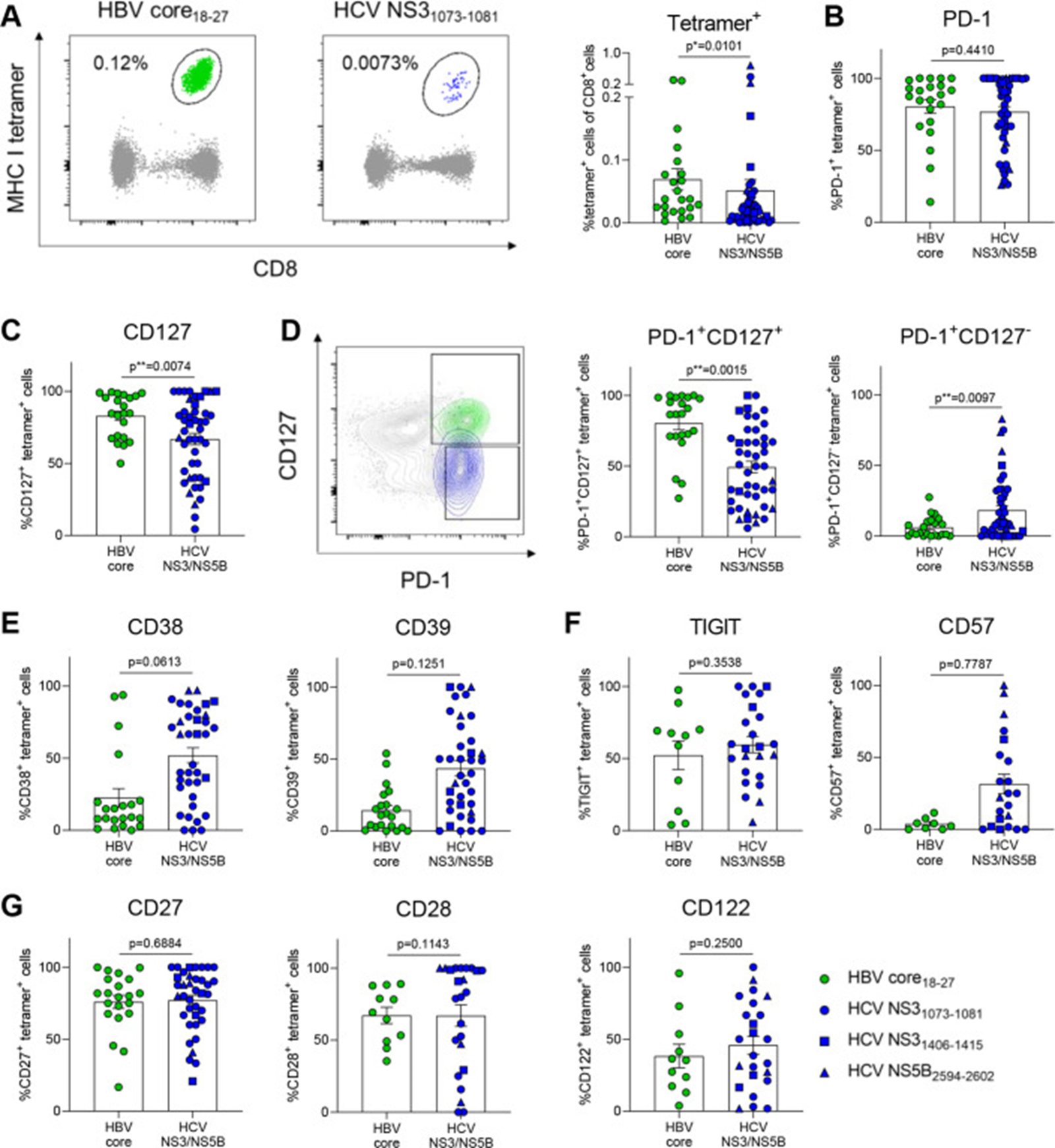 Figure 3: Courtesy ref no-21- HCV-specific CD8+ T cells express markers associated with severe exhaustion. (A) Tetramer analysis of PBMCs from therapy-naïve cHBV and cHCV patients. Representative FACS plots of HBV core18-27- and HCV NS31073-1081-specific CD8+ T cells (left). Comparison of tetramer frequencies gated on CD8+ T cells (right). Virus-specific CD8+ T cells from cHBV and cHCV patients were stained for the depicted exhaustion-associated molecules. (B, C) Frequencies of PD-1+, CD127+, (D) PD-1+CD127+, PD-1+CD127-, (E) CD38+, CD39+, (F) TIGIT+, CD57+, (G) CD27+, CD28+ and CD122+ virus-specific CD8+ T cells are indicated. HBV core18-27 (green) and HCV NS31073-1081 epitopes (blue) are represented by circles. HCV NS31406-1415 and HCV NS5B2594-2602 epitopes are visualised by blue squares and triangles, respectively. Mann-Whitney test was performed in (A, B), (D, E) and (G, left). Unpaired t-test was performed in (C), (F, G, centre and right). P values are indicated (p* < 0.05, p** < 0.01). Error bars indicate mean ± SEM. cHBV, chronic hepatitis B virus; cHCV, chronic hepatitis C virus; PBMCs, peripheral blood mononuclear cells.