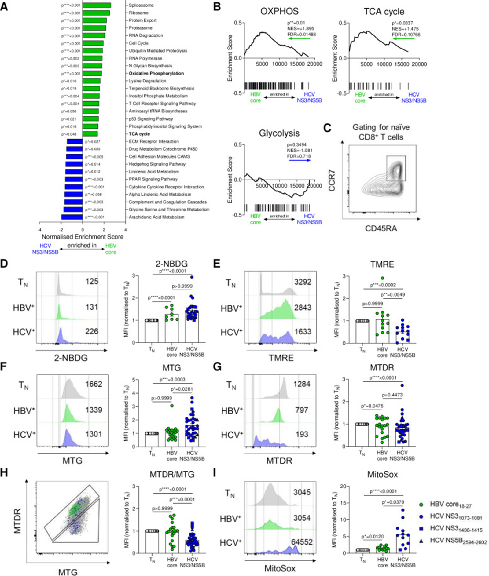 Figure 4: Courtesy ref no- 21-HBV-specific and HCV-specific CD8+ T cells display different metabolic profiles. (A) Gene-set enrichment analyses (GSEA) of KEGG metabolic pathways were performed on microarray data of sorted therapy-naïve HBV-specific and HCV-specific CD8+ T cells. Significant (p≤0.05) pathways were indicated. (B) GSEA plots for KEGG OXPHOS, TCA cycle and Glycolysis gene sets. Coloured arrows indicate enrichment in HBV-specific or HCV-specific CD8+ T cells. Normalised enrichment scores (NES), false discovery rates (FDR) and p values are shown for GSEA analyses. (C) Naïve CD8+ T cells used as normalisation control for metabolic stainings were gated as CCR7+CD45RA+. (D) Virus-specific CD8+ T cells were analysed for metabolic features by staining for glucose uptake (2-NBDG), (E) mitochondrial membrane potential (TMRE), (F) mitochondrial mass (MTG), (G) mitochondrial mass and potential (MTDR), (H) polarisation (MTDR/MTG) and (I) mitochondrial ROS (MitoSox). Metabolic staining intensity was normalised to naïve CD8+ T cells from the same sample. Exemplary histograms of metabolic stainings are shown. HBV core18-27 (green) and HCV NS31073-1081 epitopes (blue) are represented by circles. HCV NS31406-1415 and HCV NS5B2594-2602 epitopes are visualised by blue squares and triangles, respectively. Kruskal-Wallis test was performed in (D–I). P values are indicated (p*<0.05, p**<0.01, p***<0.005, p****<0.001). Error bars indicate mean±SEM. HBV, hepatitis B virus; HCV, hepatitis C virus; ROS, reactive oxygen species.