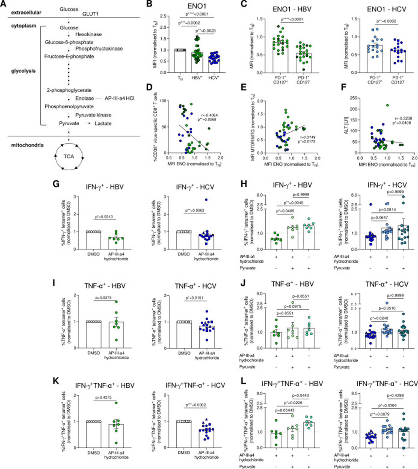 Figure 5: Courtesy ref no- 21-ENO1 lowly expressed in severely exhausted virus-specific CD8+ T cells is a metabolic checkpoint controlling glycolytic flux and T cell function. (A) Schematic overview of the glycolytic pathway. (B) Intracellular ENO1 staining of HBV-specific and HCV-specific CD8+ T cells. ENO1 MFIs are normalised to naïve CD8+ T cells of the respective donor. (C) Ex vivo analysis of PD-1+CD127+ and PD-1+CD127- subsets of HBV-specific and HCV-specific CD8+ T cells for ENO1 expression. (D) Correlation analyses of ENO1 expression and frequencies of CD38+ virus-specific CD8+ T cells. (E) Correlation analyses of ENO1 expression and mitochondrial polarisation (MTDR/MTG) of HBV-specific and HCV-specific CD8+ T cells. (F) Correlation analysis of ENO1 expression and serum ALT level of therapy-naïve cHBV and cHCV patients. (G–L) IFN-γ and TNF-ɑ production of PMA-stimulated and ionomycin-stimulated hepatitis virus-specific CD8+ T cells after o/n treatment with DMSO, AP-III-a4 hydrochloride (10 µM) and/or sodium pyruvate (2 mM). Cytokine secretion is shown normalised to DMSO-treated hepatitis virus-specific CD8+ T cells as control samples. HBV core18-27- and polymerase455-463-specific CD8+ T cells are visualised by light green and dark green circles, respectively. HCV NS31073-1081, HCV NS31406-1415 and HCV NS5B2594-2602 epitopes are represented by blue circles, squares and triangles, respectively. Kruskall-Wallis test was performed in (B). Paired t-test was performed in (C). Spearman r correlation analyses were performed in (D–F). Wilcoxon test was performed in (G), (I, K). Friedman test was performed in (H), (J) and (L, left). Two-way ANOVA was performed in (L, right). P values are indicated (p* < 0.05, p** < 0.01, p*** < 0.005, p**** < 0.001). Error bars indicate mean ± SEM. ANOVA, analysis of variance; cHBV, chronic hepatitis B virus; HCV, hepatitis C virus.