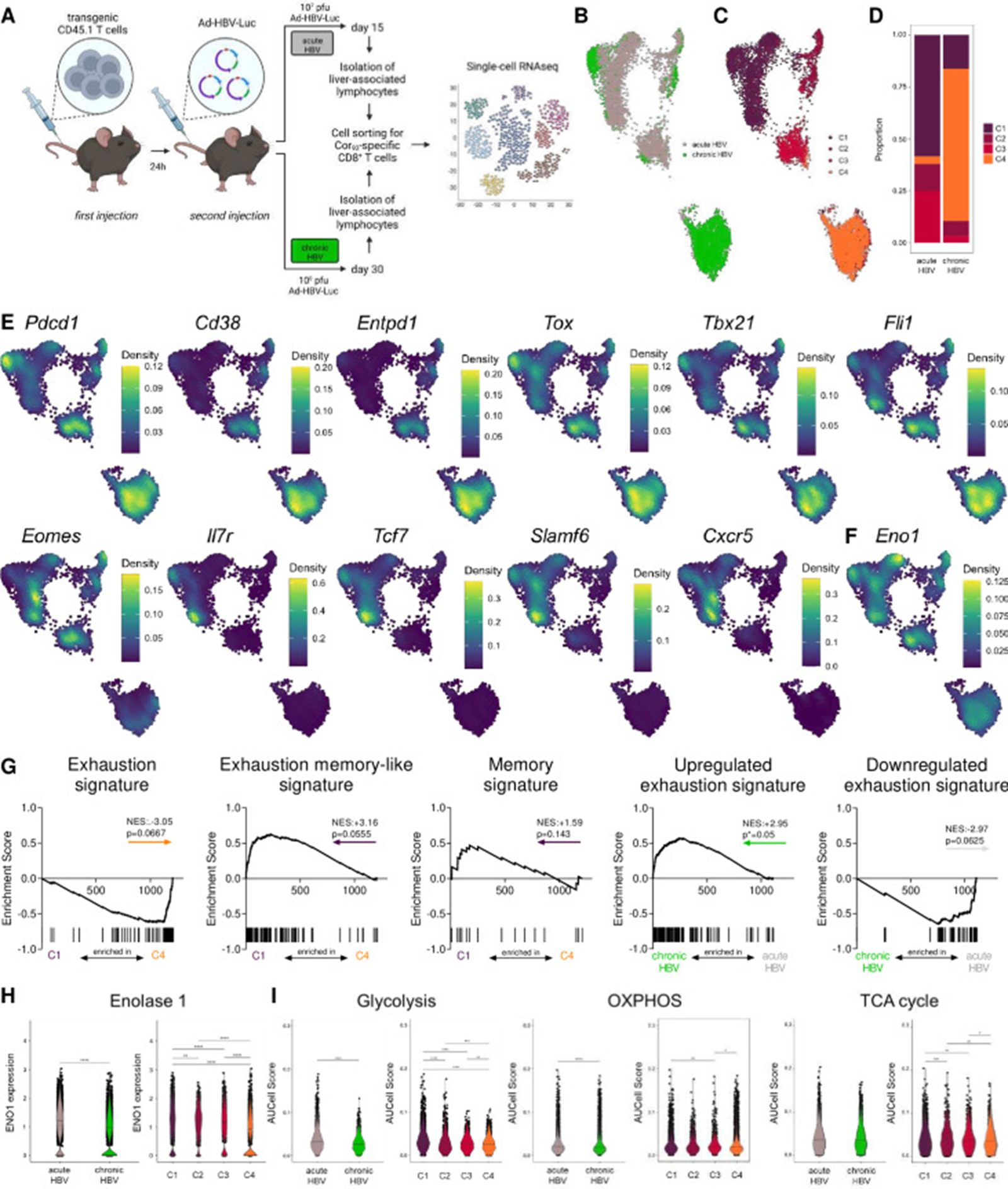 Figure 6: Courtesy ref no- 21-Differential enolase 1 expression is linked to different metabolic programmes and exhaustion severities in acute versus chronic HBV infection. (A) Schematic illustration depicting experimental procedure. C57Bl/6 mice were intravenously injected with 10 000 transgenic CD45.1 T cells derived from Cor93 TCR-transgenic mice and after 24 hours infected with 107 (acute self-limiting) or 108 pfu (chronic) of adenoviral vector (Ad-HBV-Luc). Liver-associated lymphocytes were isolated after 15 (acute) or 30 days (chronic) and subsequently sorted for Cor93-specific CD8+ T cells. Single-cell RNA sequencing was performed on 3000 Cor93-specific cells per mouse. (B) UMAP projection showing Cor93-specific CD8+ T cells coloured by condition (C) and cluster identity. (D) Ratio of the number of cells in each cluster in acute and chronic samples. (E) Densities of gene expression levels are visualised by Nebulosa for selected genes and (F) Eno1. (G) GSEA plots comparing the differentially expressed genes (DEGs) for cluster 1 (C1) versus cluster 4 (C4) with the signatures reported in Utzschneider et al. 22 (Exhaustion, Exhaustion memory-like and Memory signatures) and the DEGs of acute versus chronic conditions compared with the signatures published in Bengsch et al. 23 (Upregulated and downregulated epigenomic exhaustion signatures). Coloured arrows indicate the cluster or condition in which the gene set is enriched. (H) Enolase 1 expression in acute versus chronic setting and cluster 1–4 across conditions. (I) Pathway scores of glycolysis, TCA cycle and oxidative phosphorylation of acute versus chronic setting and among clusters. Mann-Whitney test was performed in (H–I). P values are indicated (p* < 0.05, p** < 0.01, p*** < 0.005, p****<0.001). HBV, hepatitis C virus.