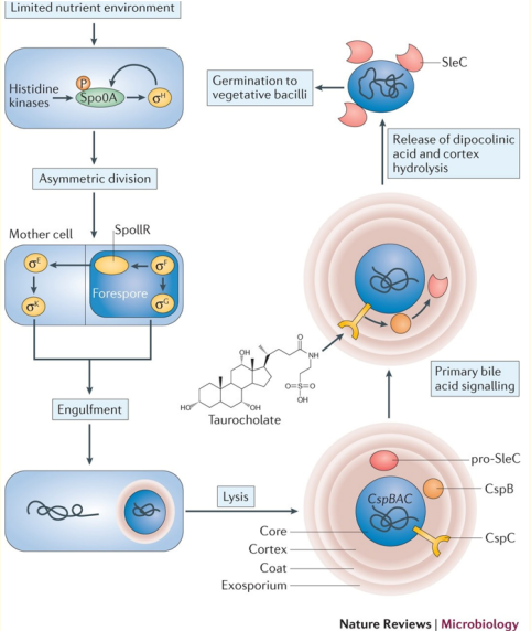 Figure 1: Schematic to indicate the events that contribute to Clostridium difficile infection: (a) the contributions of the pathogen to 
disease driven by reduced gut microbiota diversity; (b) how these contributions are minimized when a more diverse [4] microbiota is 
present. (c), (d) Schematic to indicate the events that contribute to the proliferation of pathobionts (resident bacteria that can contribute 
to disease pathology under the appropriate altered environmental conditions) in the gut microbiota. The potential contribution of the 
gut microbiota, and the reduction of diversity in the microbiota in particular, is highlighted as a driver for disease to draw a comparison 
against C. Difficile infection, using C. Difficile infection as a model for disease caused by reduction in host gut-microbiota diversity [5].