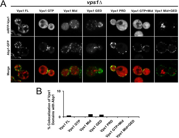 Figure 1: Level of co-localization between mRFP-Vps1 domains and Abp1-GFP. (A) mRFP- Vps1 full length and its truncated species in the first row. Abp1-GFP in the same strain in the second row. The third row shows the merged image. (B) Percentage of cells showing colocalization of mRFP-Vps1 domain to Abp1-GFP carrying endocytic dots.