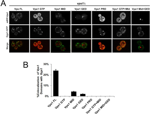 Figure 2: Level of co-localization between mRFP-Vps1 domains and Gga1-GFP. (A) mRFP- Vps1 full length and its truncated species in the first row. Gga1-GFP in the same strain in the second row. The third row shows the merged image. (B) Percentage of cells showing colocalization of mRFP-Vps1 domain to Gga1-GFP carrying endocytic dots.