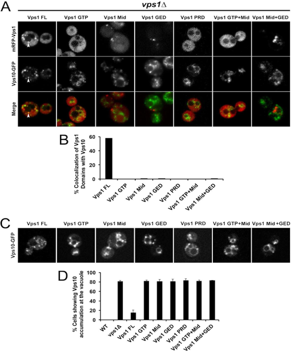 Figure 3: Level of co-localization between mRFP-Vps1 domains and Vps10-GFP. (A) mRFP- Vps1 full length and its truncated species in the first row. Vps10-GFP in the same strain in the second row. The third row shows the merged image. (B) Percentage of strains showing colocalization of mRFP- Vps1 domain to Vps10-GFP carrying endocytic dots. (C) Vps10-GFP distribution with respect to mRFP-Vps1 domain (D) Percentage of cells presenting Vps10-GFP accumulation at the rim of vacuole with respect to mRFP-VPS1 domain.