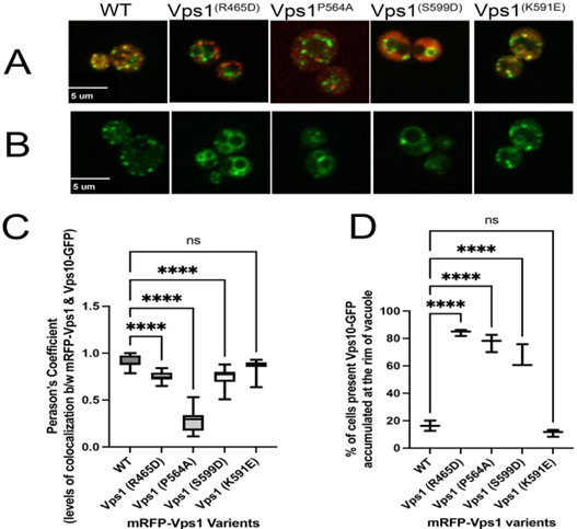 Figure 4: Level of co-localization between mRFP-Vps1 variants and Vps10-GFP and its impact on distribution of Vps10-GFP within the cell. (A) Cells showing mRFP-Vps1 mutated variants and Vps10-GFP during retrograde vesicular transport from late endosome to Golgi (B) Vps10- GFP distribution with respect to mRFP-Vps1 variants. (C) Levels of colocalization between mRFP-Vps1 variants and Vps-10 GFP measured in terms of Pearson’s coefficient and (D) Percentage of cells presenting Vps10-GFP accumulation at the rim of vacuole with respect to mRFP-VPS1 mutant variants.