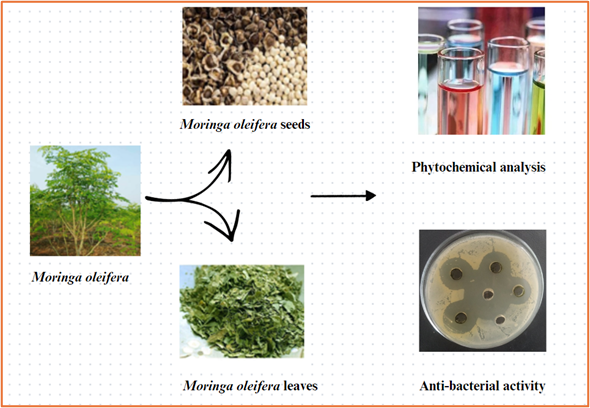 Graphical Abstract