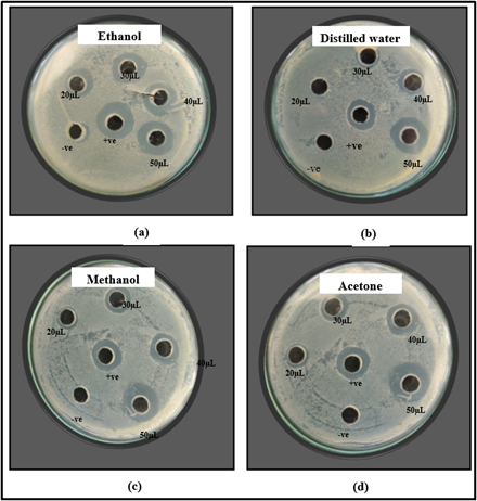 Figure 2: Zone of inhibition shown by (a) ethanol (b) distilled 
water (c) methanol and (d) acetone extracts of M. oleifera seed 
against E. coli.