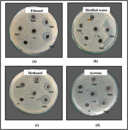 Figure 3: Zone of inhibition shown by (a) ethanol (b) distilled 
water (c) methanol and (d) acetone extracts of M. oleifera seeds 
against Staphylococcus aureus.