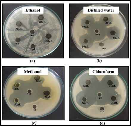 Figure 4: Zone of inhibition shown by (a) ethanol (b) distilled 
water (c) methanol and (d) chloroform extracts of M. oleifera 
leaves against E. coli.