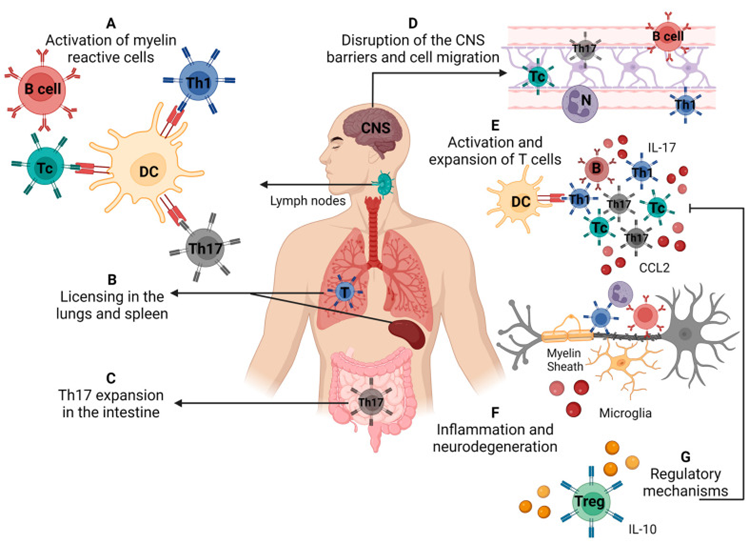 Figure 1: Demonstrating immunopathogenesis of multiple sclerosis/experimental autoimmune encephalomyelitis. (A) Activation of self-reactive T cells specific for myelin antigens in secondary lymphoid organs, (B) licensing of self-reactive cells in the lungs and spleen (C), differentiation of Th17 cells in the intestine, (D) disruption of the blood–brain barrier and cell migration to the central nervous system, (E) local reactivation and expansion of Th cells, (F) local inflammatory process that leads to demyelination and neurodegeneration, (G) cells and molecules that mediate the control of disease via regulatory mechanisms [1]. CCL2 : C-C motif Chemokine Ligand 2; IL : Interleukin. Source: Created with Biorender.com. 