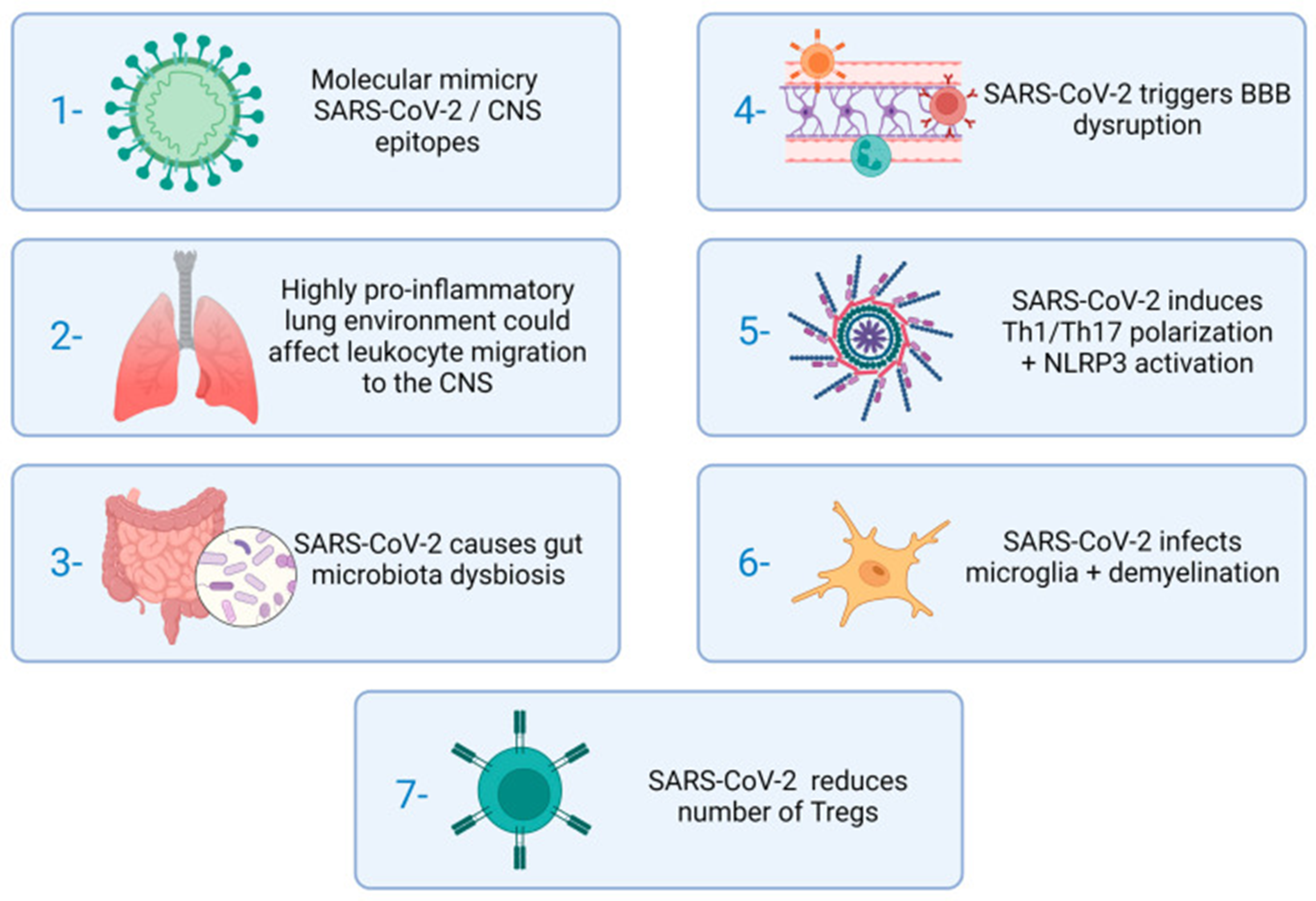 Figure 2: Demonstrating the stages of MS immunopathogenesis which could be affected by SARS-CoV-2 [1]. BBB : Blood Brain Barrier. CNS : Central Nervous System. Source: Created with Biorender.com.