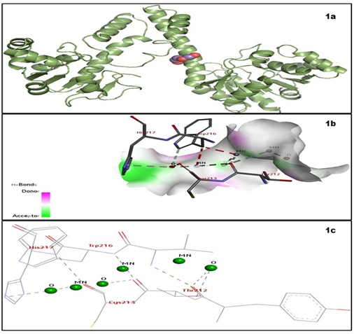 Figure 2: The Molecular docking 2D and 3D images of Biofilm-formation proteins (receptor) with Mn3O4 NPs (Ligand).
[Figures 1a, 1b, and 1c represent the molecular docking complex of GDP-mannose 6-dehydrogenase protein (algD gene) (Receptor) and Mn3O4 NPs (Ligand), 1b represents the 3D structure and 1c represents the 2D structure].
