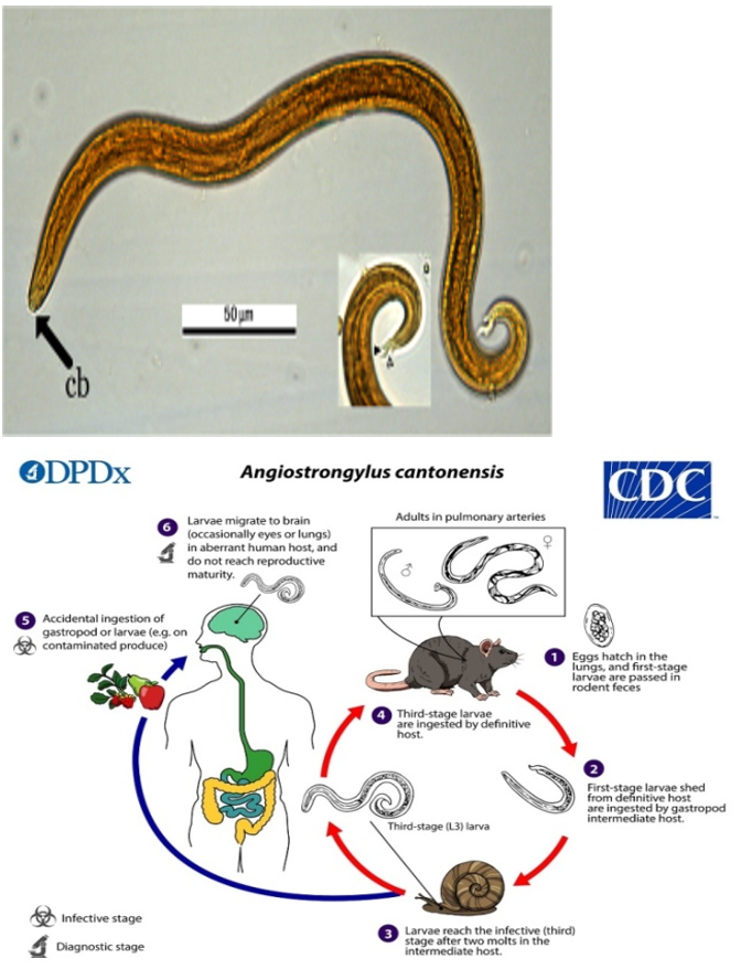 Figure 2: Life cycle of Angiostrongylus cantonensis [6].