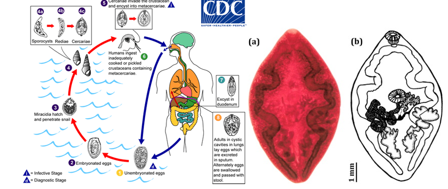 Figure 4: Life cycle of pargonimus spp [10].