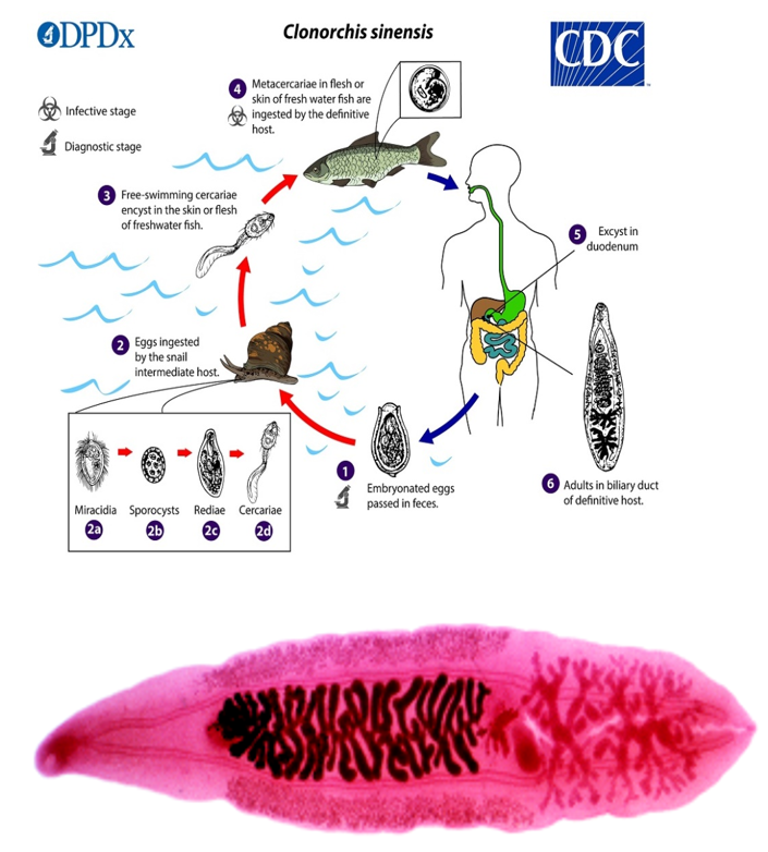 Figure 5: Life cycle of clonorchis sinensis [12].