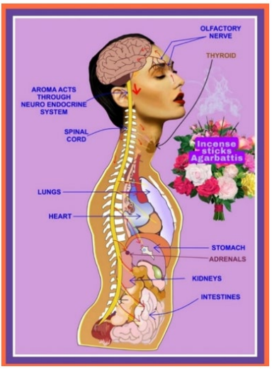 Figure 1: Agarbattis, or incense sticks, provide a convenient
means to enjoy various delightful aromas. Aromas are sensed
by the olfactory nerve, and exert actions on the brain and body
systems via the spinal cord and neuro-endocrine axis.