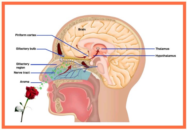 Figure 2: Aromas cause their effects by stimulation of the
Olfactory nerve, as well as by direct entry of fragrance
compounds into the brain through the cribriform plate. The
olfactory tract lies in close proximity to the hypothalamus,
piriform cortex, and other areas of the limbic system, allowing
aromas to affect emotions and behaviour (see Section 5.3).