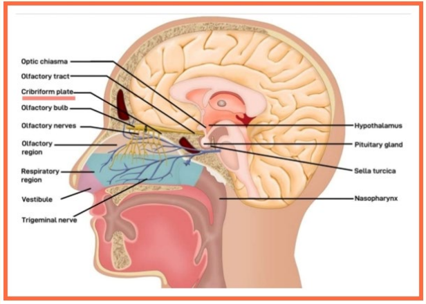 Figure 4: The cribriform plate provides direct access to the
brain, since the inhaled fragrance compounds can either travel
in the peri-neural space of the nerve fibrils of the Olfactory
nerve, as well as be transported through the lymph
channels running between the nasal mucosa and the cranial
cavity through the cribriform plate.