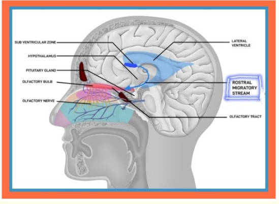 Figure 6: The most important region of the brain for neurogenesis, is the sub-ventricular zone. From here, the newly created
neurons migrate along the Rostral Migratory Stream, to the
olfactory bulb, replenishing the worn-out and dead neurons in
the bulb.