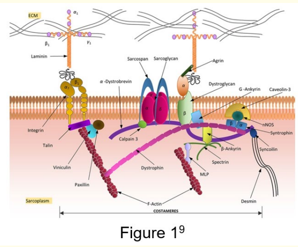 Figure 1: Diagram of the dystrophin-associated protein complex
and the main cytoskeletal proteins of healthy skeletal muscle
[9]. <br> 
The image shows dystrophin as a key component of the
dystrophin-associated protein complex (DAPC), which links
cytoskeletal proteins and sarcomere to the ECM, forming the
structural unit of muscle tissue.