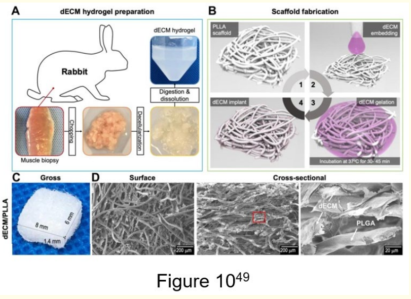 Figure 10: Illustration of dECM hydrogel preparation and scaffold fabrication [49].
(A) decellularization process using rabbit skeletal muscle biopsies and (B) PLLA scaffold fabrication. (C, D) Gross appearance,
surface, and cross-sectional SEM images of the dECM/PLLA
scaffold.