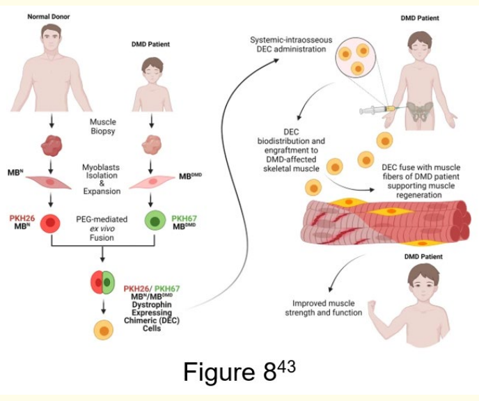 Figure 8: Mechanism of action of the Dystrophin Expressing
Chimeric Cell (DEC) cells created via ex vivo fusion of human
myoblast from normal and DMD-affected donors. Followed by
systemic-intraosseous administration causing DECs to engraft
and fuse with the myoblasts of DMD patients. The DEC cells then
deliver dystrophin and improve muscle strength and function
[43]. <br> 
This image shows how DEC cells, created through ex vivo fusion
and delivered via systemic-intraosseous administration, interact
with the DMD patient's myoblasts, leading to improved muscle
strength and function through dystrophin delivery.