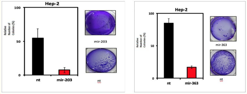 Figure 6: Effect of miR-203 and miR-363-3p on Tumor Cell Colonization Ability.