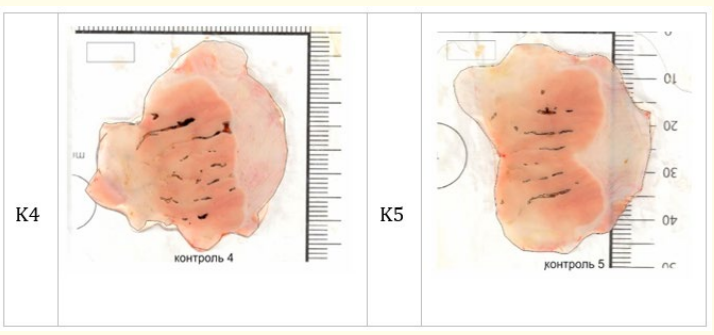 Figure 2: Scans of the mucous membranes of the stomachs of
rats with isolated band and point erosions (K4-K5).