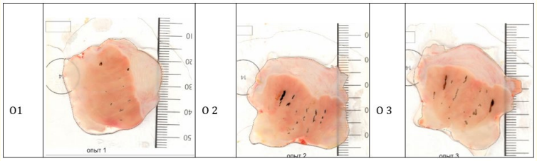 Figure 3: Scans of the mucous membranes of the stomachs of
rats with isolated band and point erosions (O1-O3).3