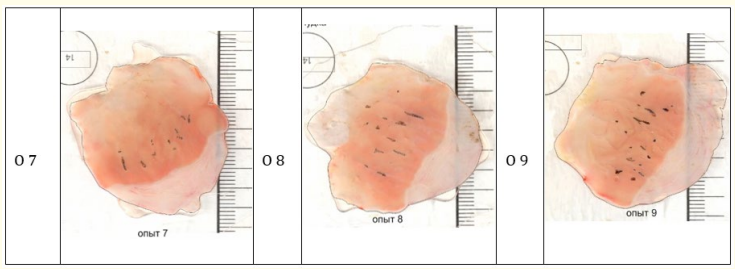 Figure 5: Scans of the mucous membranes of the stomachs of
rats with isolated band and point erosions (O7-O9).