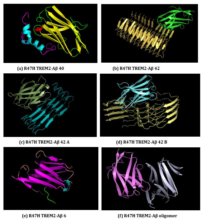Figure 23: (a-f): ClusPro Molecular Docking analysis: R47H-TREM2-Aβ ligands interaction.