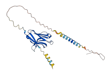Figure 8: AlphaFold generated TREM2 3D Structure.