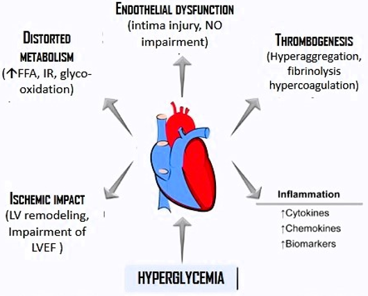 Figure 1: Effects of hyperglycemia on the development and installation of myocardial infraction. Frequently
related adverse effects are shown.