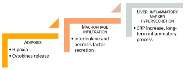 Figure 2: Cascade of hyperadiposity-related events that explain the underlying chronic and asymptomatic inflammation
linked to the appearance of DMT2 (Based on Stanimirovic [39]).