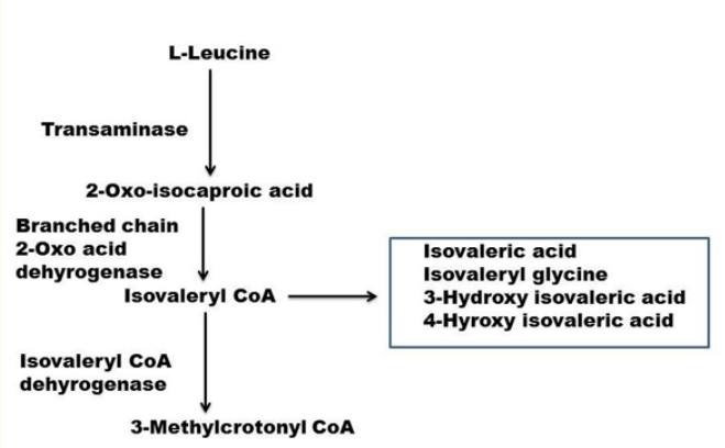 Figure 1: Catabolic pathway of leucine. The names of some of
the intermediates are shown. The names of the enzymes are on
left. The third step catalyzing enzyme isovaleryl CoA dehydrogenase is deficient. The abnormal metabolites that may be elevated
due to the enzyme deficiency are shown on left in the box.