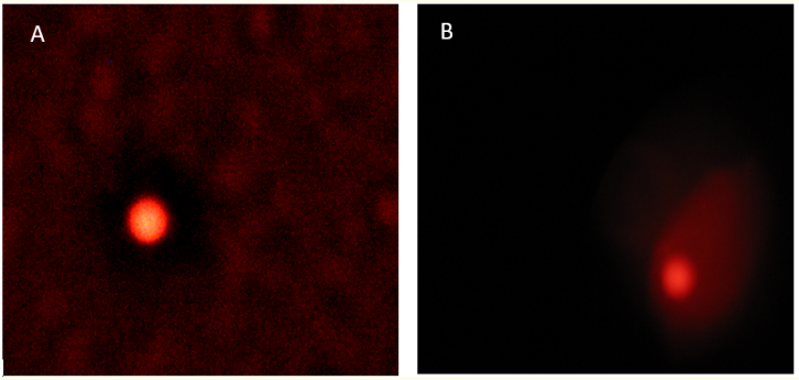 Figure 1: Diagram showing comet formed in control and
 exposed group. (a) The DNA is intact with no damage.
(b) A comet tail has been formed which shows DNA
displacement and DNA damage.