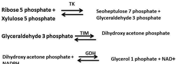 Figure 1: The sequential reaction involve in ETK assay-TK
(transketolase), TIM (trio phosphate isomerase), GDH (glycerol
dehydrogenase). 