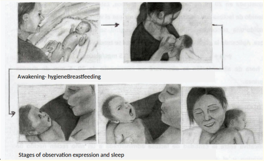 Figure 1: Stages of the waking cycle. Sleep- wake cycle and interaction.