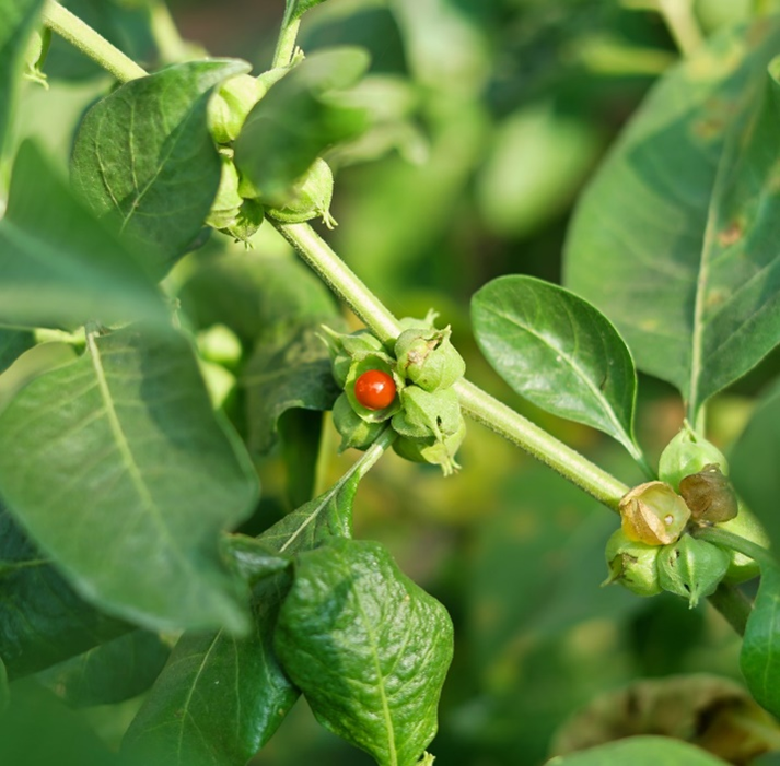 Figure 1: Aerial parts of Ashwagandha