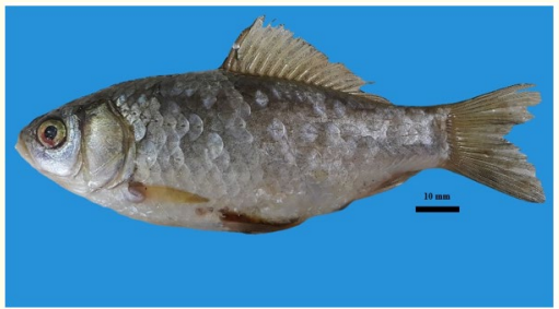 Figure 1: General appearance of Carassius gibelio from the
Tigris River.