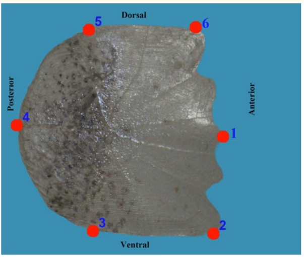 Figure 3: Definitions of landmarks used in the fish scales of
Carassius gibelio.